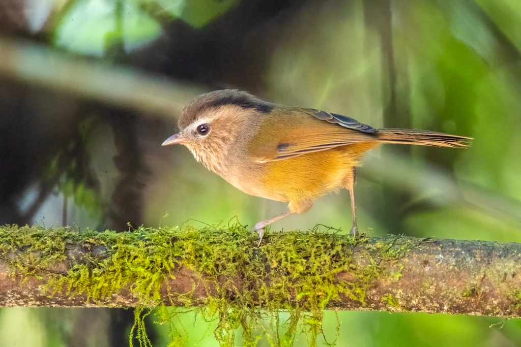 中南雀鹛(Fulvetta danisi)
