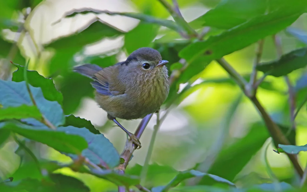 中南雀鹛(Fulvetta danisi)