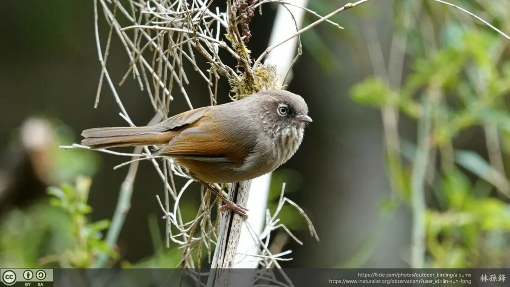玉山雀鹛(Fulvetta formosana)