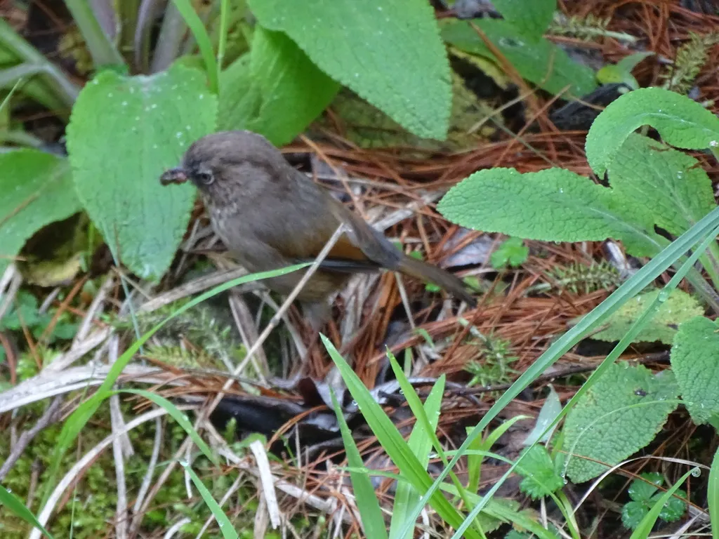 玉山雀鹛(Fulvetta formosana)