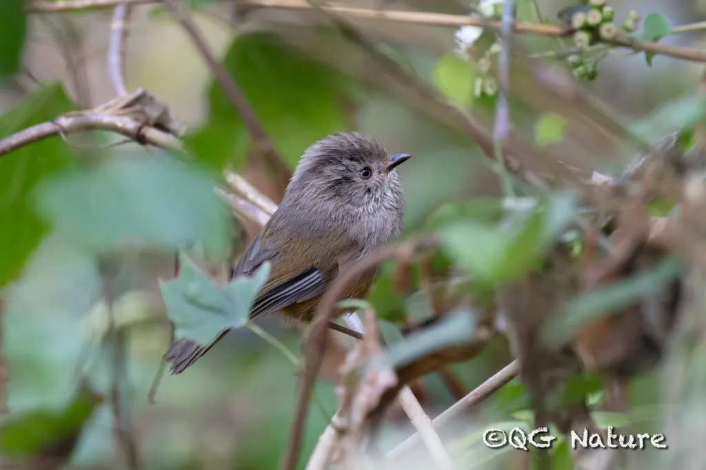 褐头雀鹛(Fulvetta manipurensis)