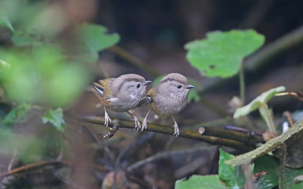 褐头雀鹛(Fulvetta manipurensis)