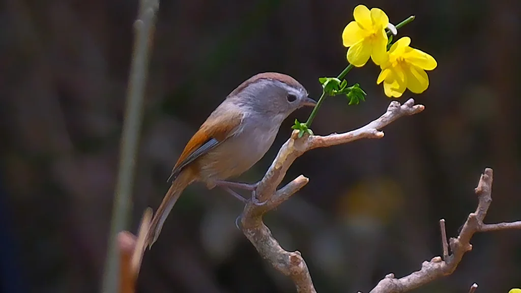 棕头雀鹛(Fulvetta ruficapilla)
