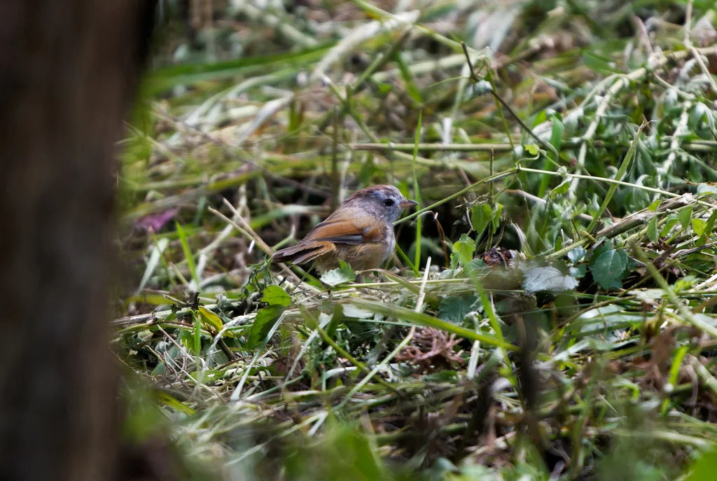 棕头雀鹛(Fulvetta ruficapilla)