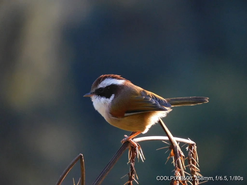 白眉雀鹛(Fulvetta vinipectus)