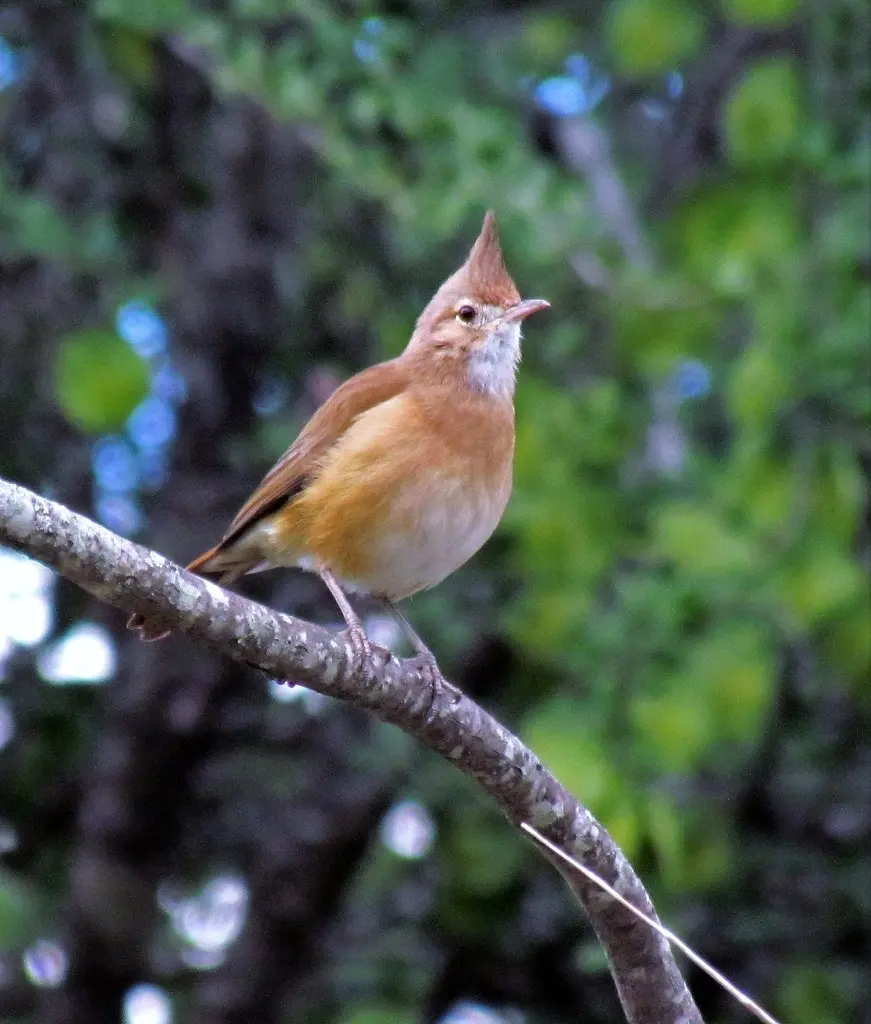 冠灶鸟(Furnarius cristatus)