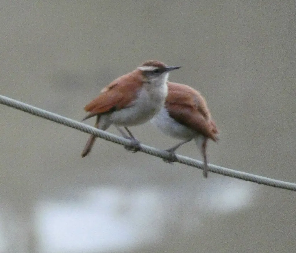 白斑灶鸟(Furnarius figulus)