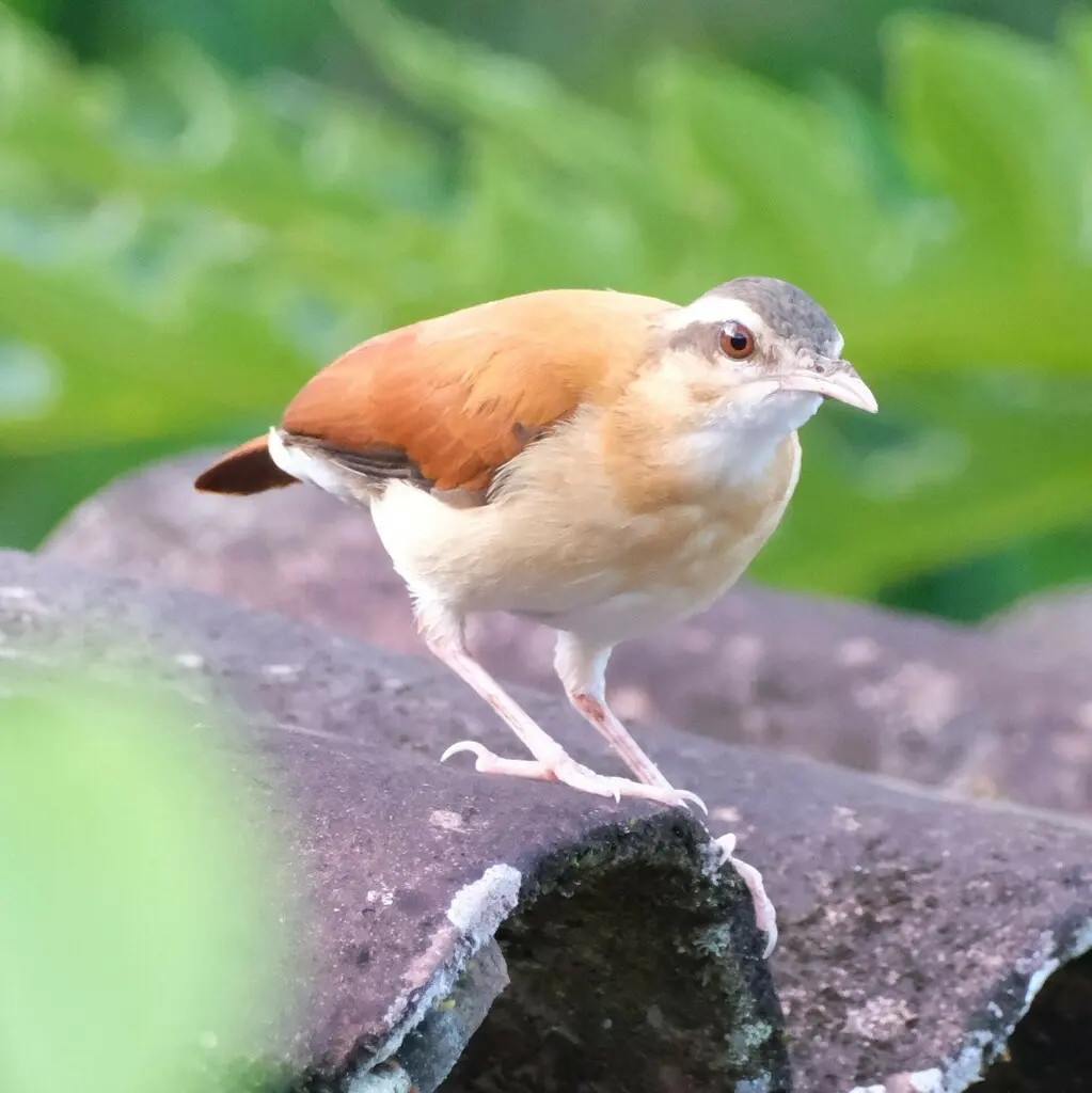 淡腿灶鸟(Furnarius leucopus)