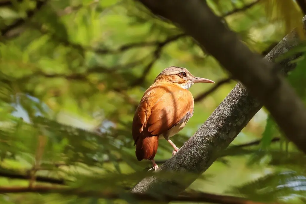 加勒比灶鸟（Furnarius longirostris）