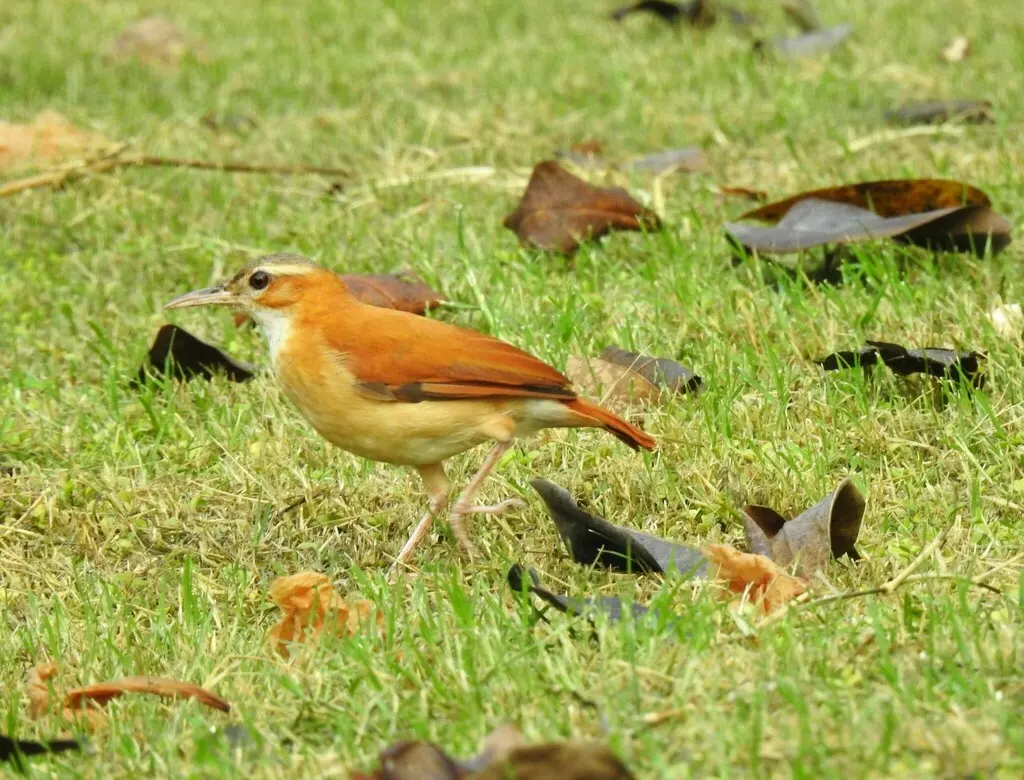 加勒比灶鸟（Furnarius longirostris）