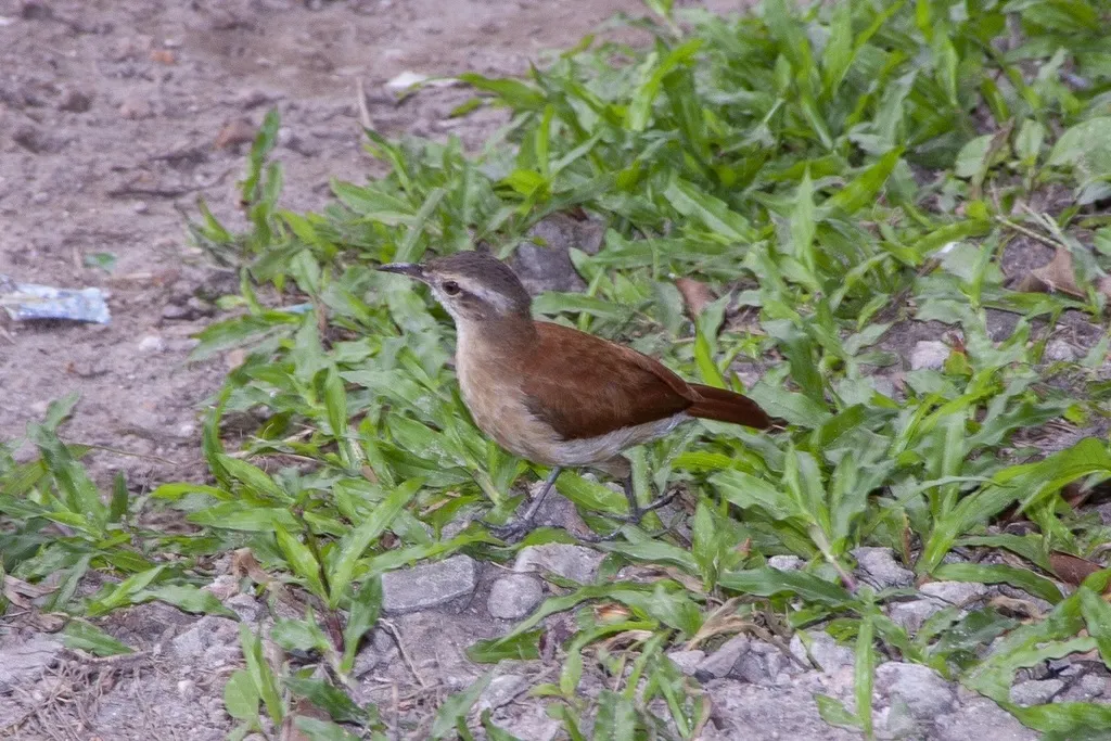 小灶鸟(Furnarius minor)