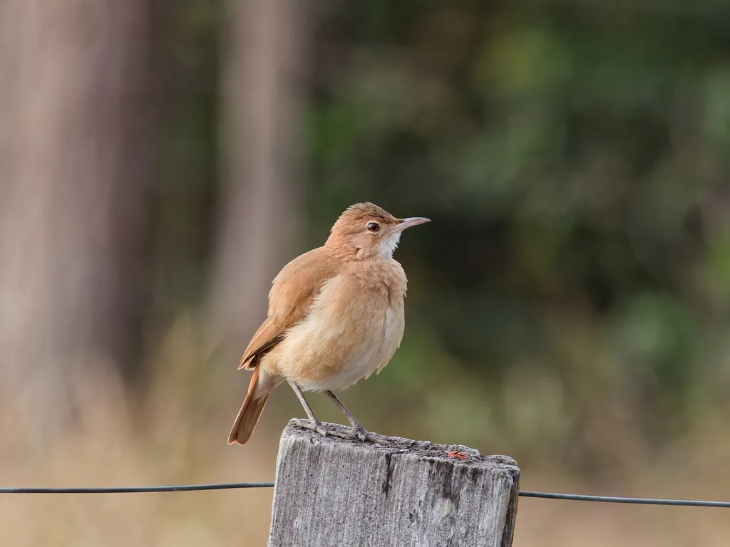 棕灶鸟(Furnarius rufus)
