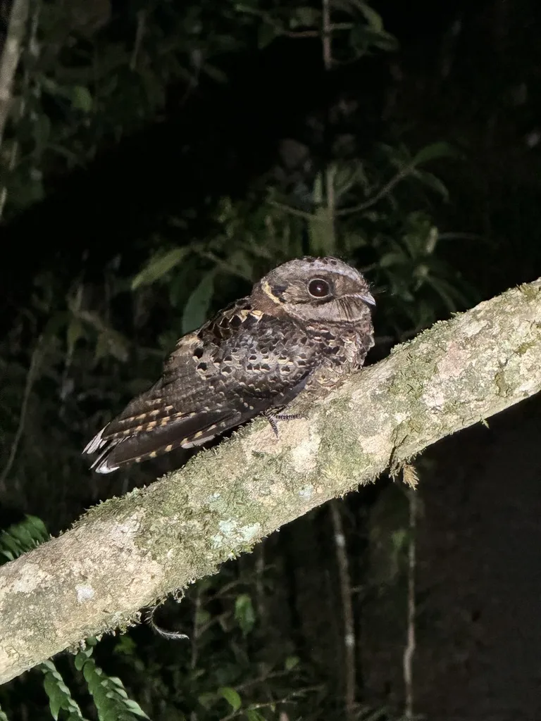 领夜鹰(Gactornis enarratus)