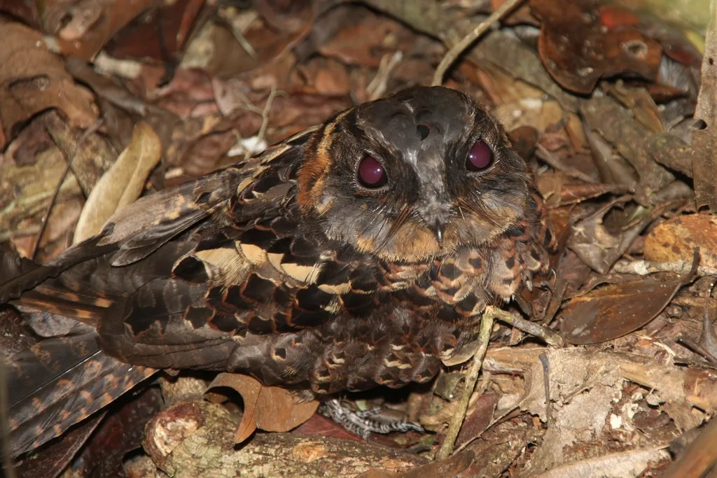 领夜鹰(Gactornis enarratus)