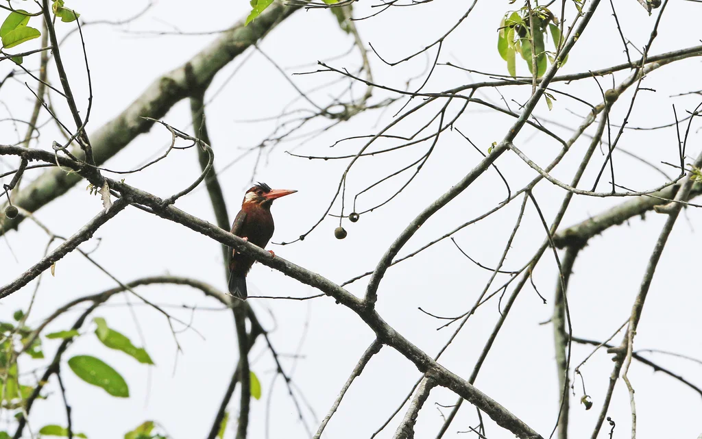 白耳鹟䴕(Galbalcyrhynchus leucotis)