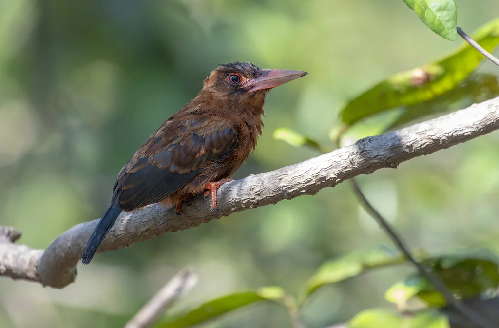 栗鹟䴕(Galbalcyrhynchus purusianus)