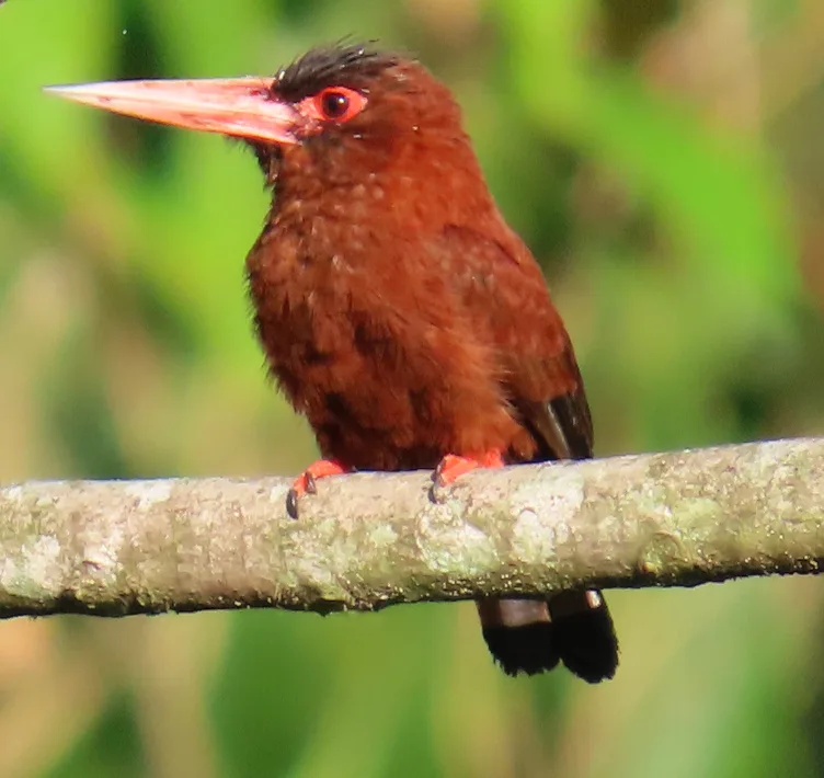 栗鹟䴕(Galbalcyrhynchus purusianus)