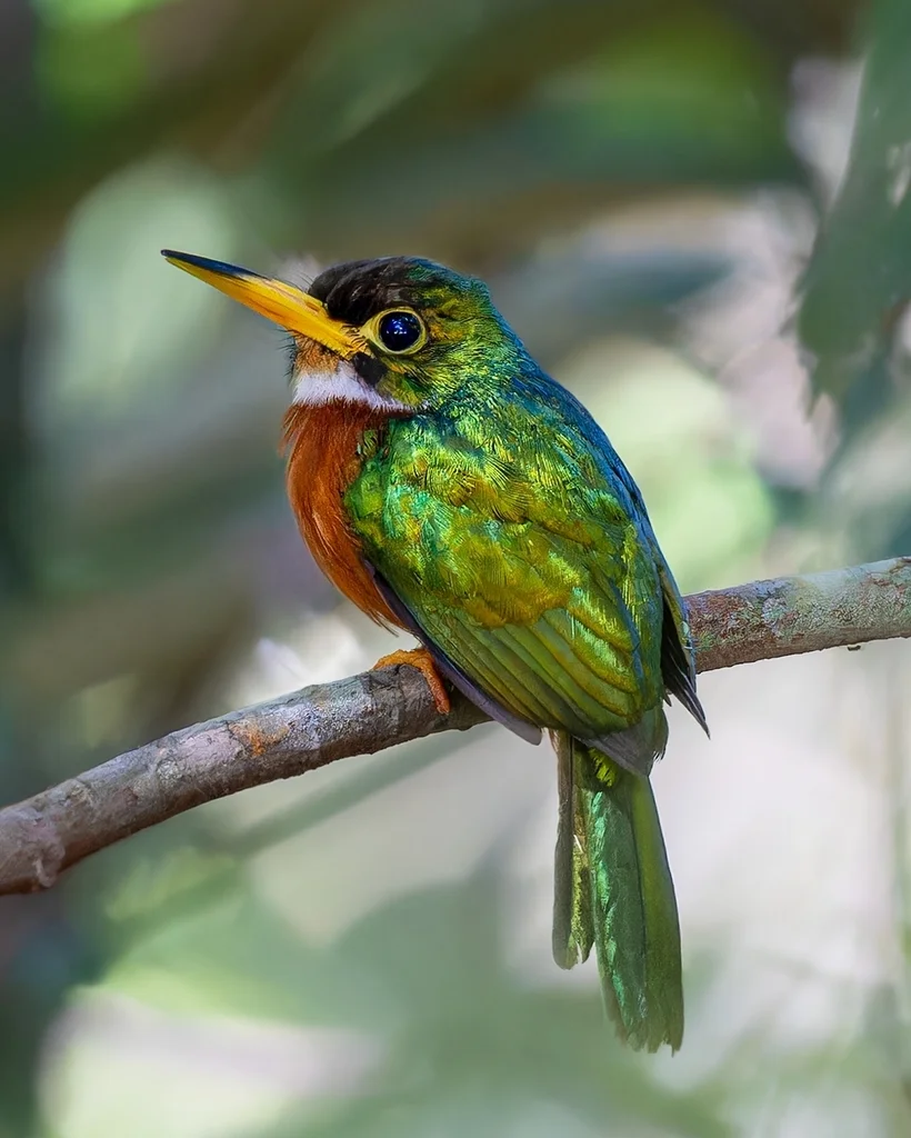 黄嘴鹟䴕(Galbula albirostris)