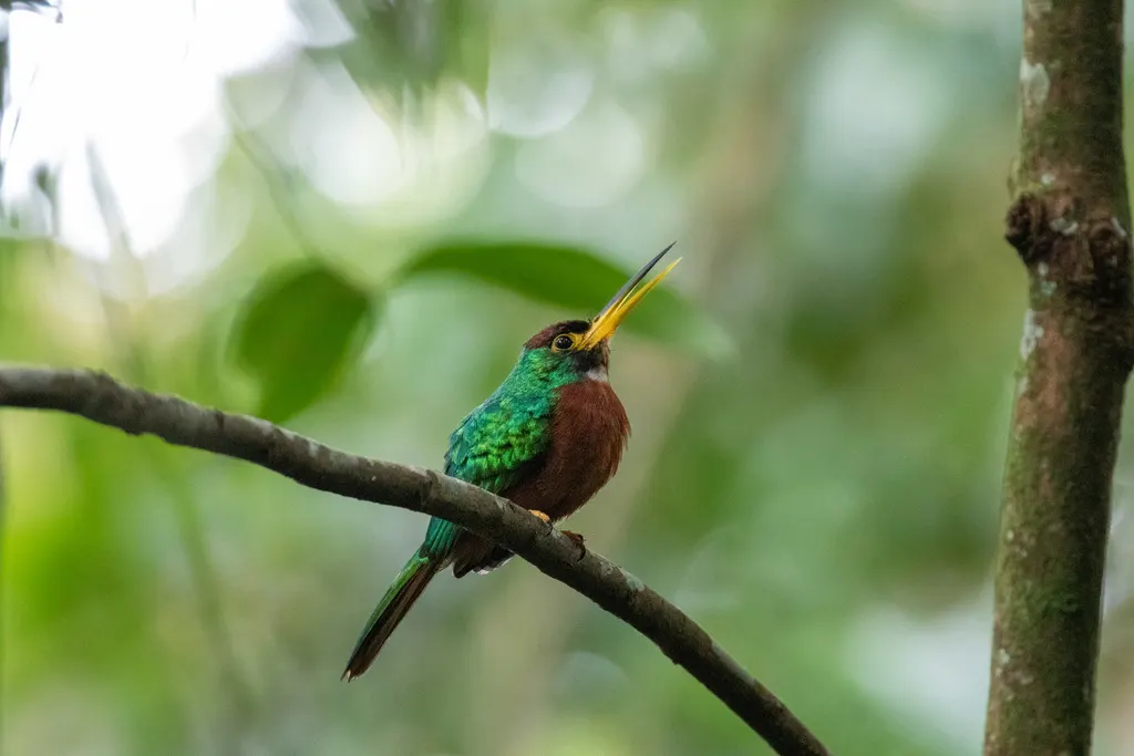 黄嘴鹟䴕(Galbula albirostris)