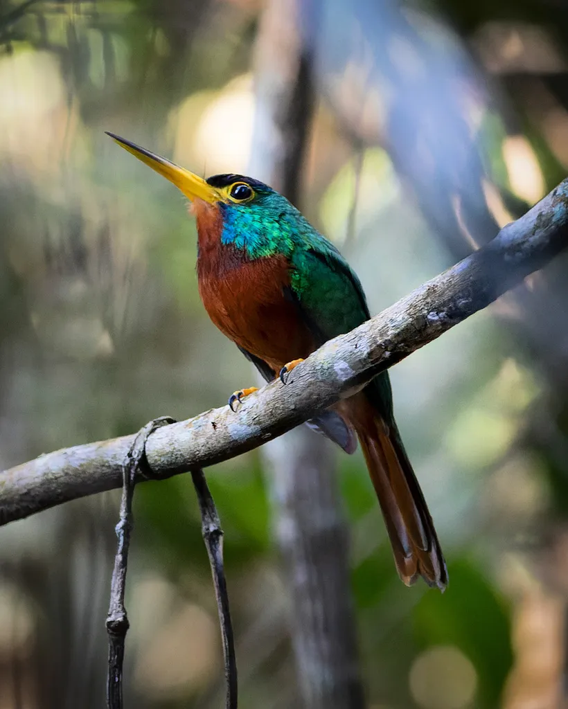 蓝颈鹟䴕(Galbula cyanicollis)