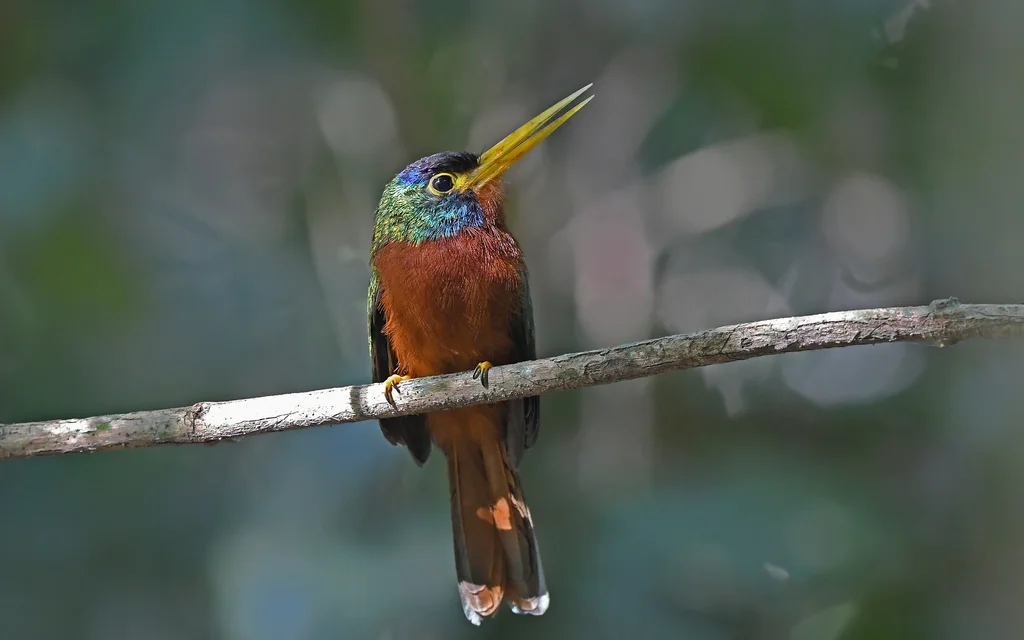 蓝颈鹟䴕(Galbula cyanicollis)