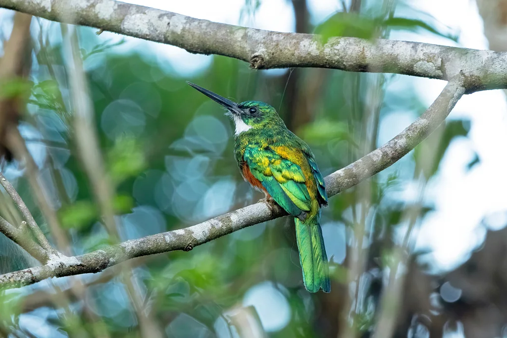 绿尾鹟䴕(Galbula galbula)