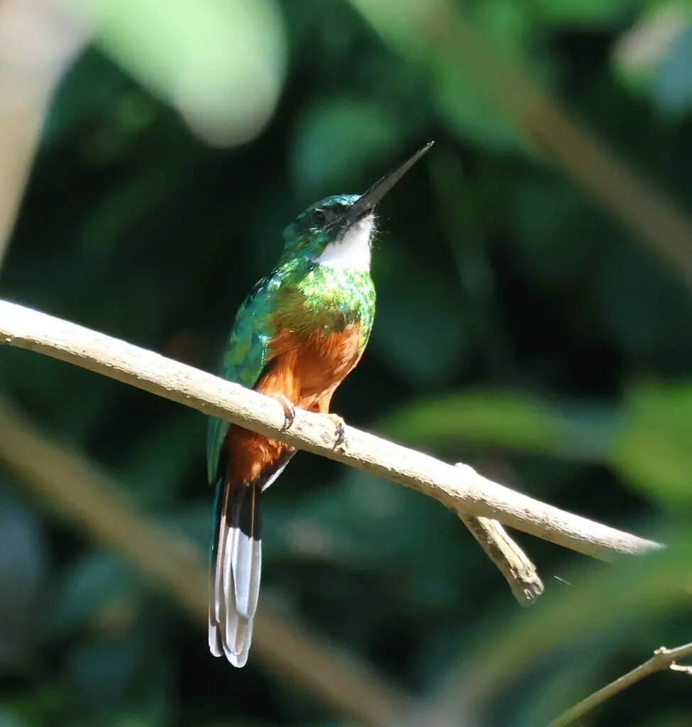 绿尾鹟䴕(Galbula galbula)