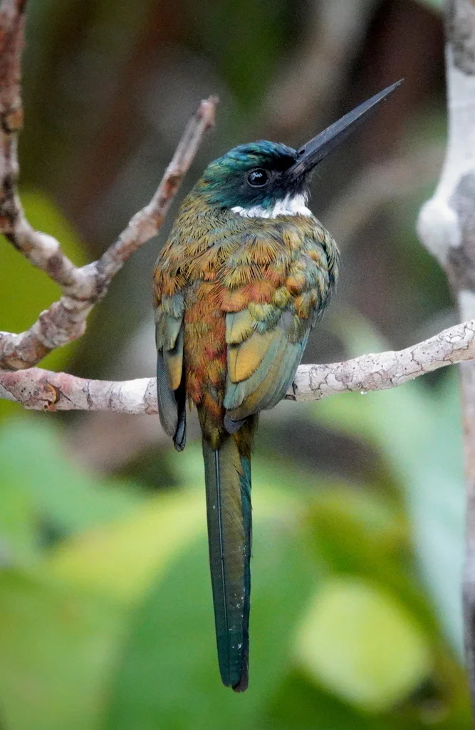 铜色鹟䴕(Galbula leucogastra)