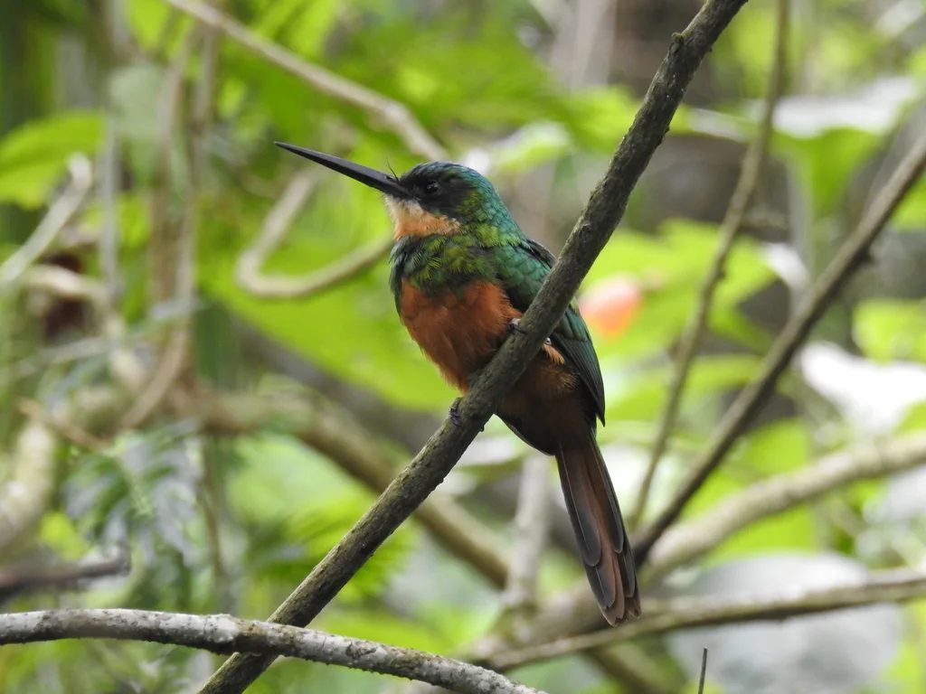 棕尾鹟䴕(Galbula ruficauda)