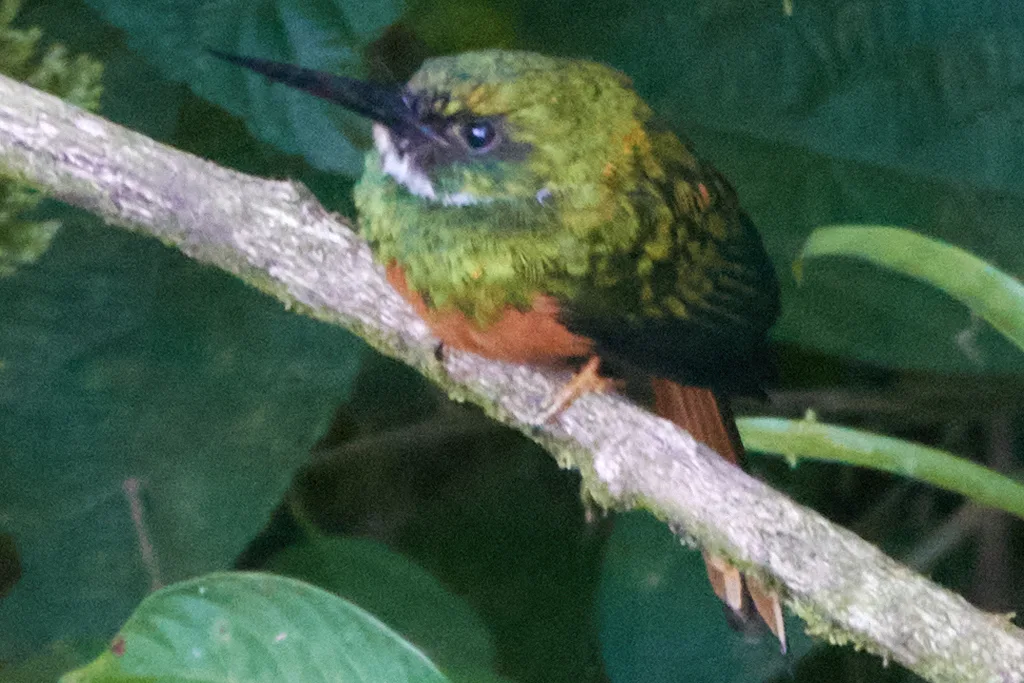 棕尾鹟䴕(Galbula ruficauda)
