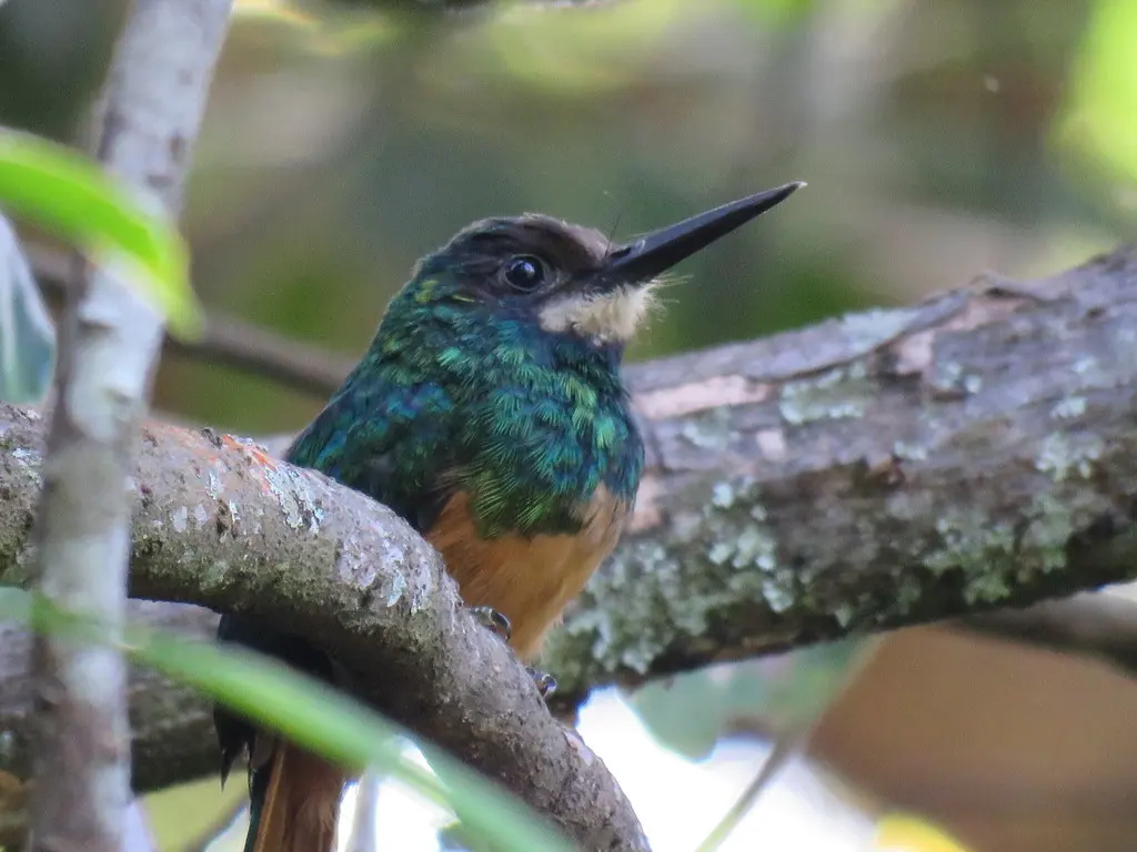 白颏鹟䴕(Galbula tombacea)