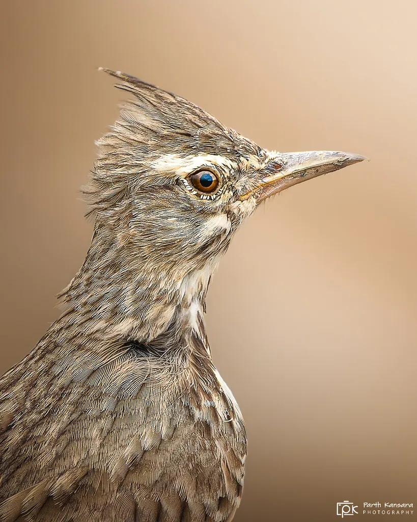 凤头百灵(Galerida cristata)