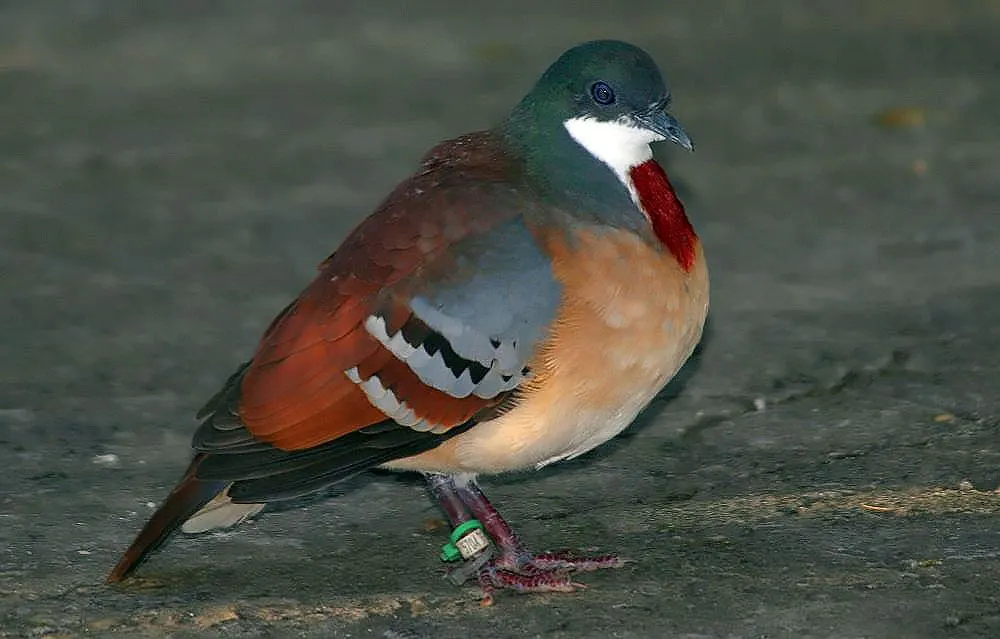 巴氏鸡鸠(Gallicolumba crinigera)