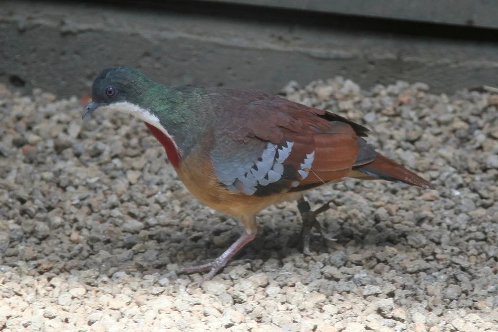 巴氏鸡鸠(Gallicolumba crinigera)