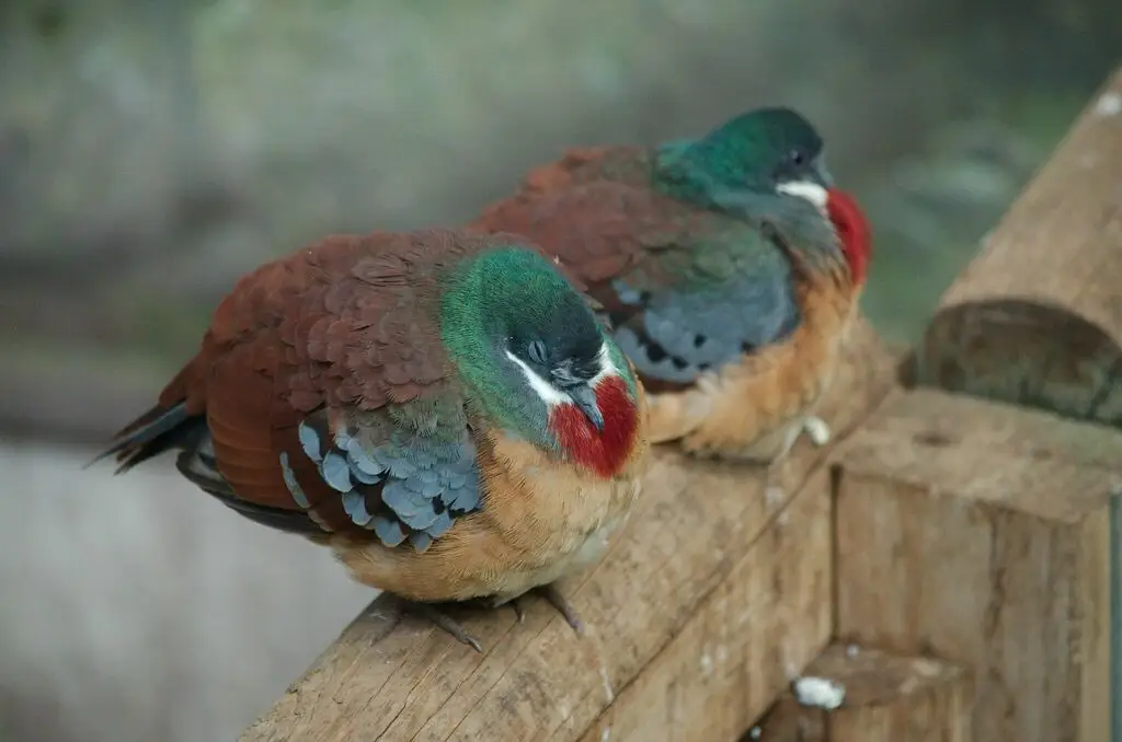 巴氏鸡鸠(Gallicolumba crinigera)