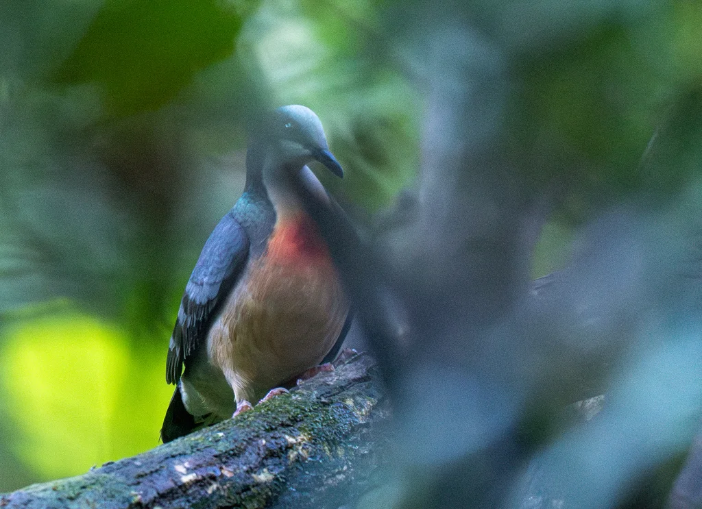 吕宋鸡鸠(Gallicolumba luzonica)