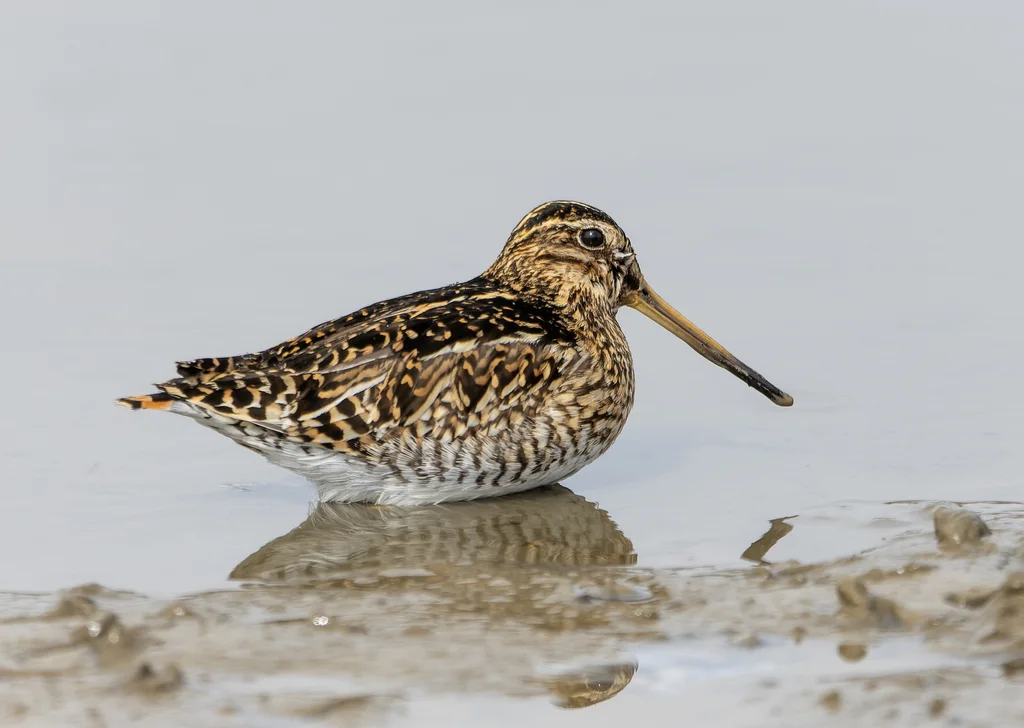 山沙锥(Gallinago andina)