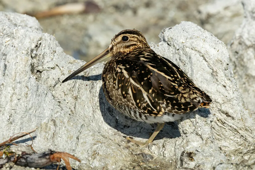 山沙锥(Gallinago andina)