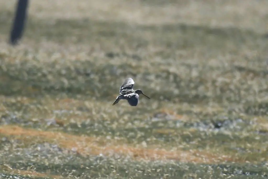 山沙锥(Gallinago andina)