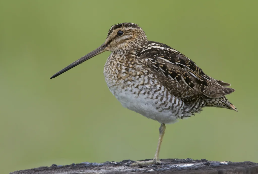 美洲沙锥(Gallinago delicata)