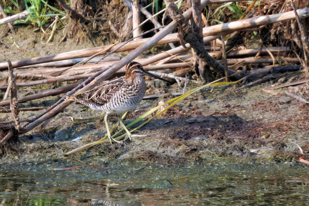 美洲沙锥(Gallinago delicata)