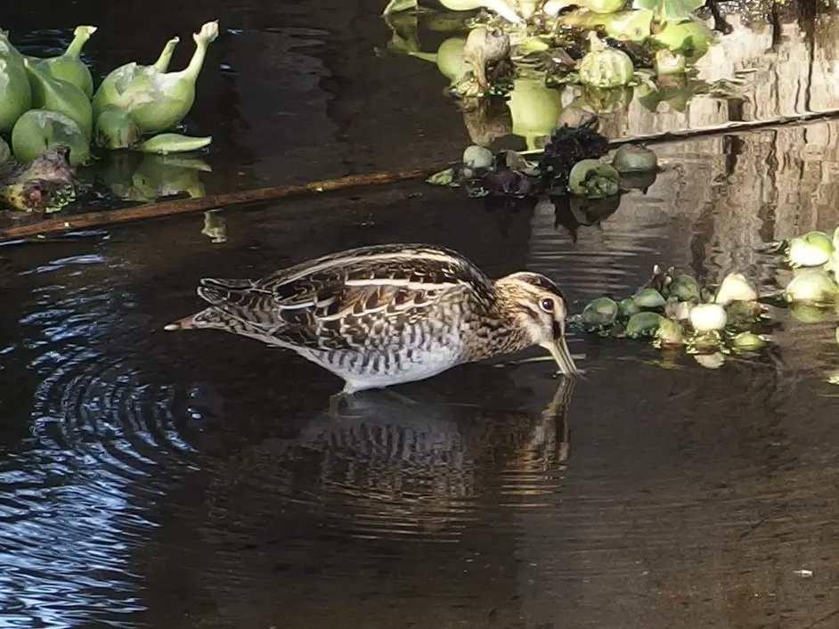 美洲沙锥(Gallinago delicata)