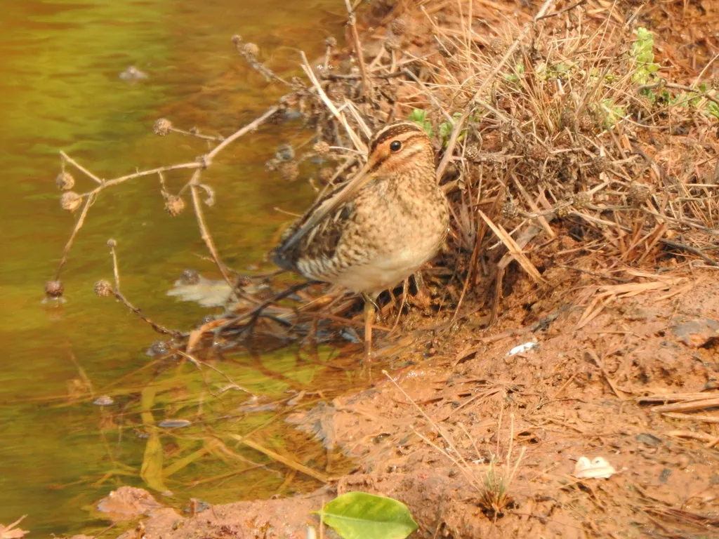 扇尾沙锥(Gallinago gallinago)