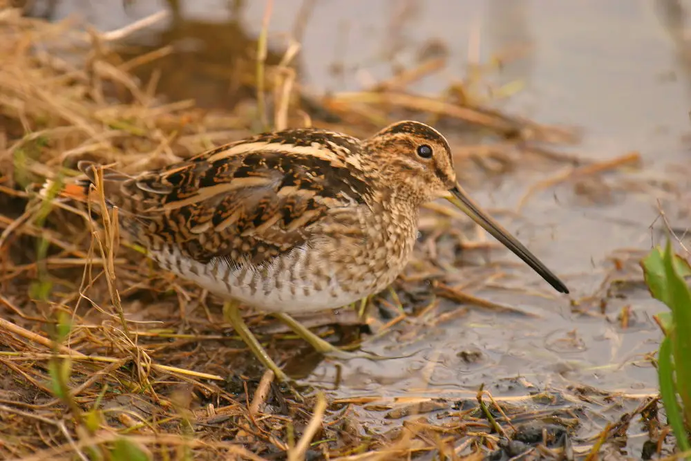 扇尾沙锥(Gallinago gallinago)