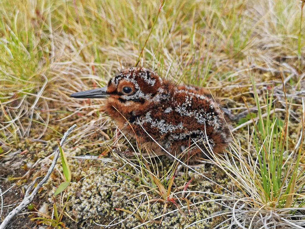 扇尾沙锥(Gallinago gallinago)
