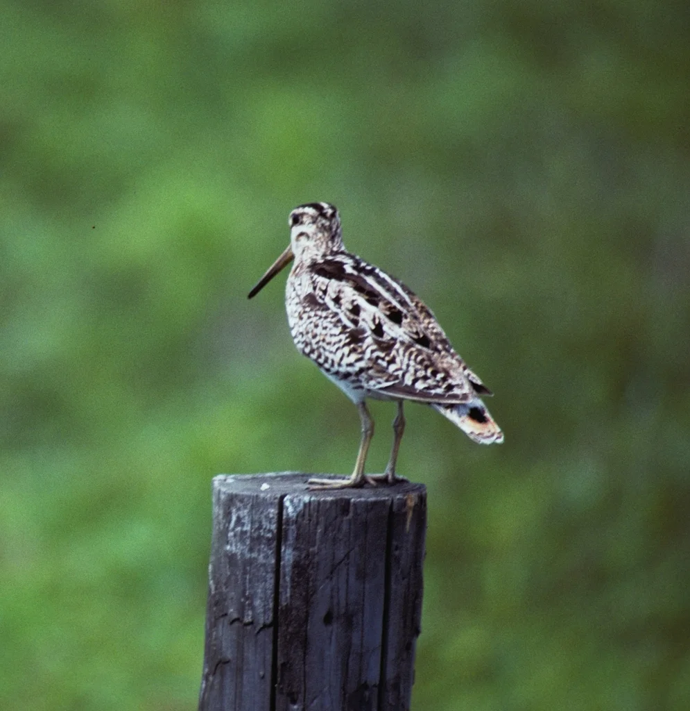 拉氏沙锥(Gallinago hardwickii)
