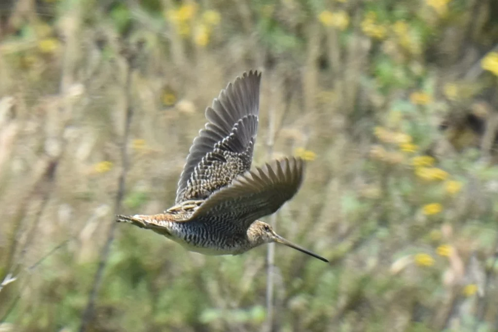 马岛沙锥(Gallinago macrodactyla)