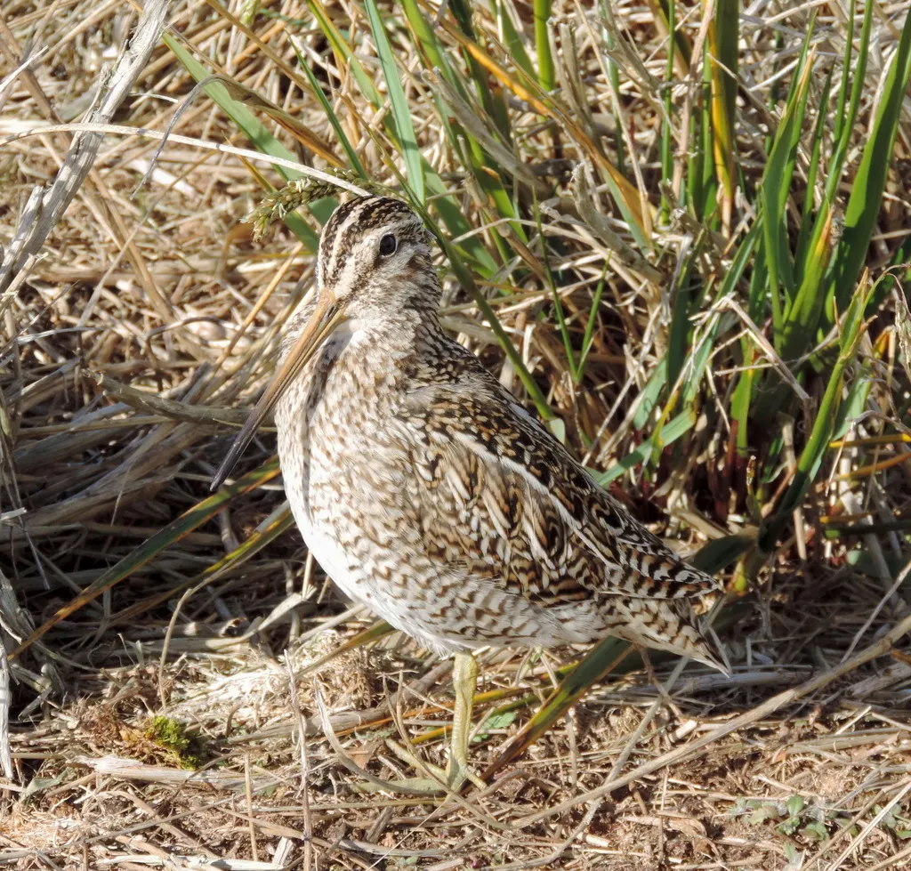 麦哲伦沙锥(Gallinago magellanica)