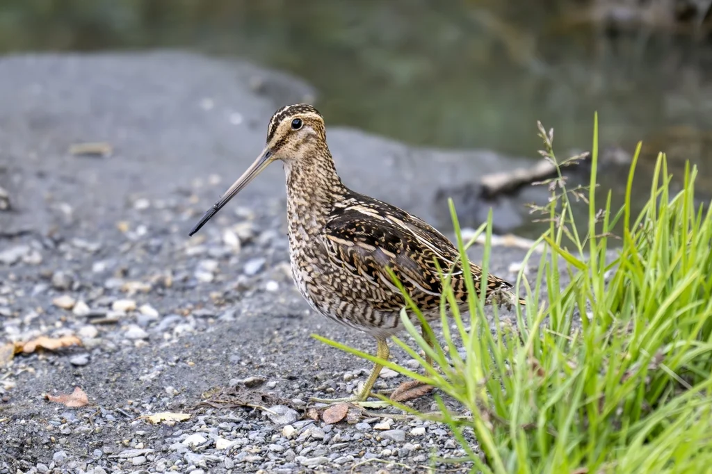 麦哲伦沙锥(Gallinago magellanica)