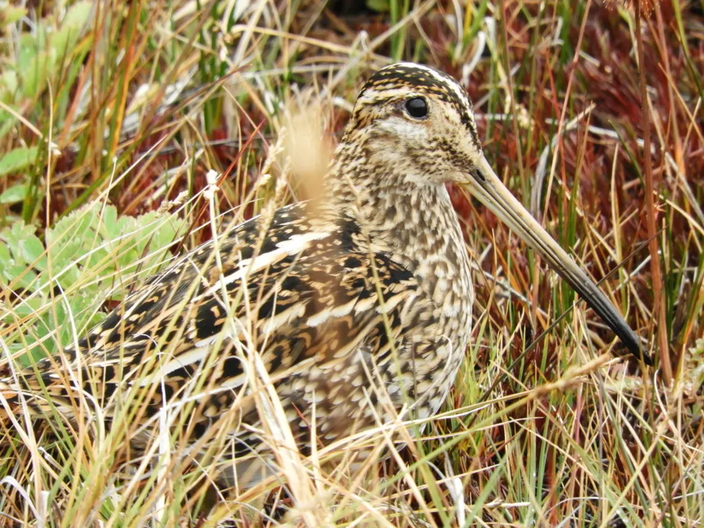 麦哲伦沙锥(Gallinago magellanica)